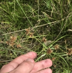 Cyperus lhotskyanus at O'Malley, ACT - 5 Feb 2022