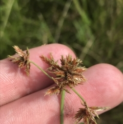 Cyperus lhotskyanus at O'Malley, ACT - 5 Feb 2022 03:35 PM