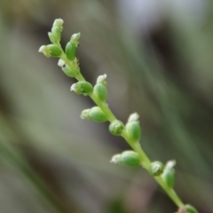 Microtis parviflora (Slender Onion Orchid) at Mongarlowe River - 5 Feb 2022 by LisaH