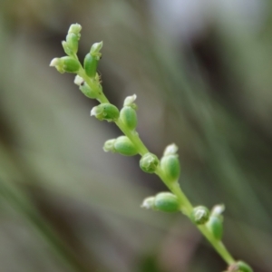 Microtis parviflora at Mongarlowe, NSW - 5 Feb 2022
