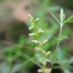 Microtis parviflora at Mongarlowe, NSW - suppressed