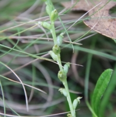 Microtis parviflora at Mongarlowe, NSW - suppressed