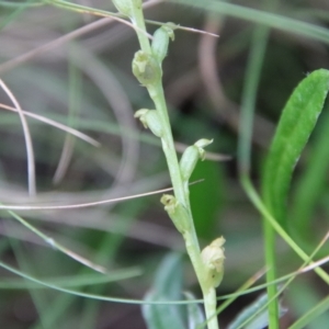 Microtis parviflora at Mongarlowe, NSW - suppressed