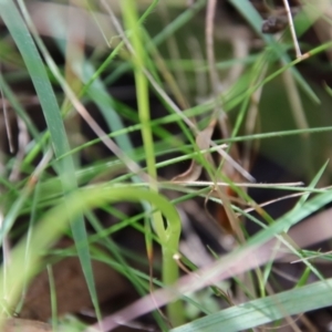 Microtis parviflora at Mongarlowe, NSW - suppressed