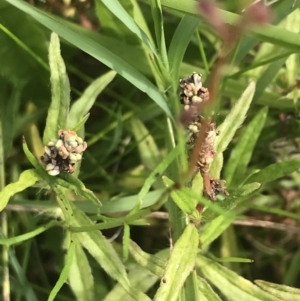 Persicaria prostrata at O'Malley, ACT - 5 Feb 2022 03:37 PM