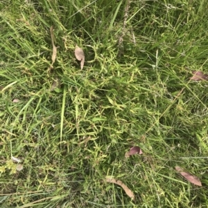 Persicaria prostrata at O'Malley, ACT - 5 Feb 2022 03:37 PM