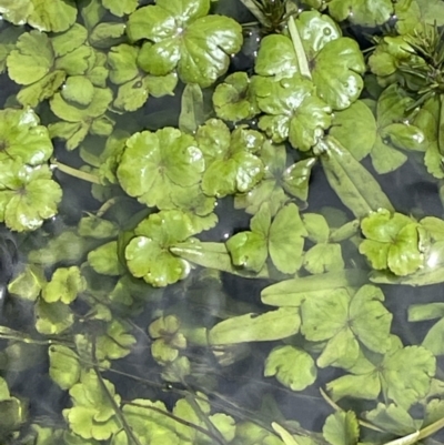 Hydrocotyle rivularis (A Pennywort) at Namadgi National Park - 5 Feb 2022 by JaneR