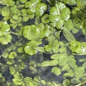 Hydrocotyle rivularis at Mount Clear, ACT - 5 Feb 2022