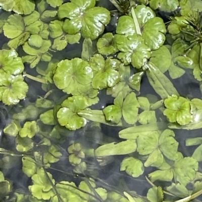 Hydrocotyle rivularis (A Pennywort) at Mount Clear, ACT - 5 Feb 2022 by JaneR