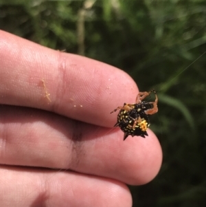 Austracantha minax at O'Malley, ACT - 5 Feb 2022 03:39 PM