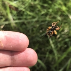 Austracantha minax at O'Malley, ACT - 5 Feb 2022