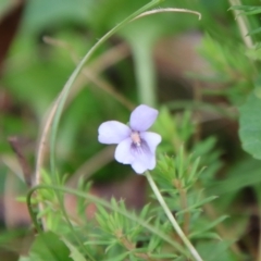 Viola sieberiana (A Violet) at Mongarlowe, NSW - 5 Feb 2022 by LisaH