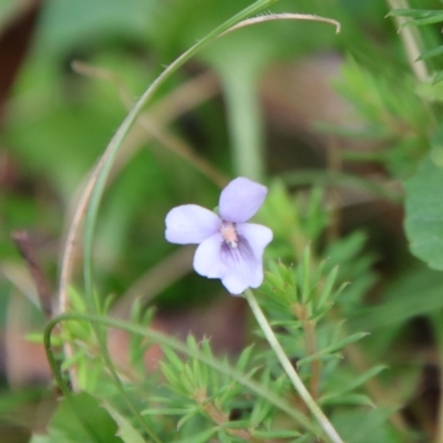 Viola sieberiana (A Violet) at Mongarlowe, NSW - 5 Feb 2022 by LisaH