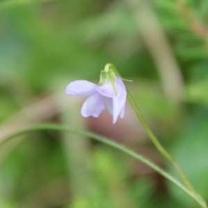 Viola sieberiana at Mongarlowe, NSW - suppressed