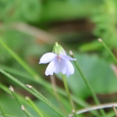 Viola sieberiana at Mongarlowe, NSW - suppressed