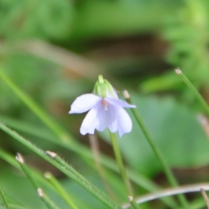 Viola sieberiana at Mongarlowe, NSW - suppressed