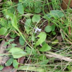 Viola sieberiana at Mongarlowe, NSW - suppressed