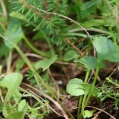 Viola sieberiana at Mongarlowe, NSW - suppressed