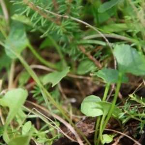 Viola sieberiana at Mongarlowe, NSW - suppressed