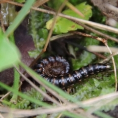 Paradoxosomatidae sp. (family) (Millipede) at Mongarlowe, NSW - 5 Feb 2022 by LisaH