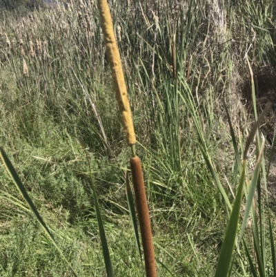 Typha domingensis (Bullrush) at O'Malley, ACT - 5 Feb 2022 by Tapirlord
