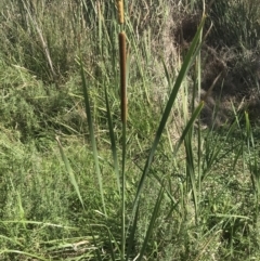 Typha domingensis at O'Malley, ACT - 5 Feb 2022