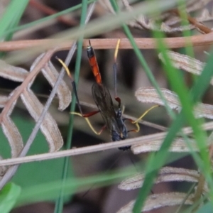 Heteropelma scaposum at Mongarlowe, NSW - suppressed