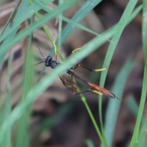 Heteropelma scaposum at Mongarlowe, NSW - suppressed