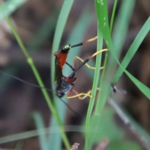 Heteropelma scaposum at Mongarlowe, NSW - suppressed