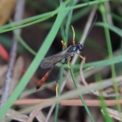 Heteropelma scaposum at Mongarlowe, NSW - suppressed