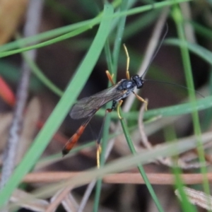 Heteropelma scaposum at Mongarlowe, NSW - suppressed