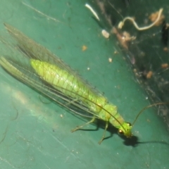 Mallada traviatus (Goldeneye Lacewing) at Flynn, ACT - 5 Feb 2022 by Christine