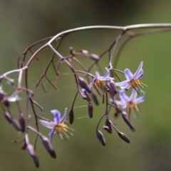 Dianella longifolia (Pale Flax Lily) at Mongarlowe River - 5 Feb 2022 by LisaH