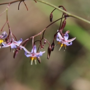 Dianella longifolia at Mongarlowe, NSW - suppressed