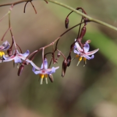 Dianella longifolia at Mongarlowe, NSW - 5 Feb 2022