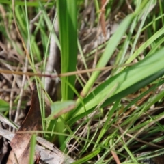 Dianella longifolia at Mongarlowe, NSW - 5 Feb 2022