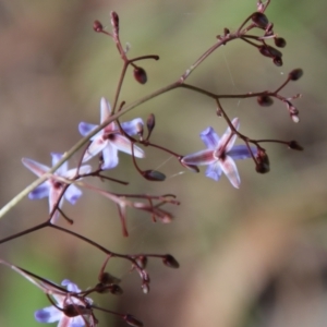 Dianella longifolia at Mongarlowe, NSW - suppressed