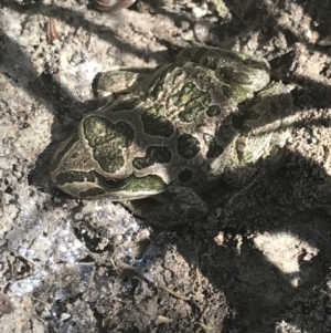 Limnodynastes tasmaniensis at O'Malley, ACT - 5 Feb 2022