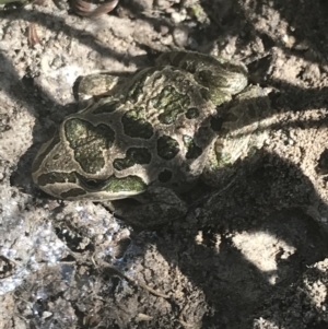 Limnodynastes tasmaniensis at O'Malley, ACT - 5 Feb 2022