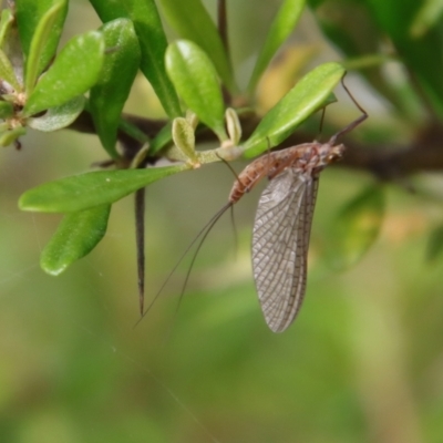 Ephemeroptera (order) (Unidentified Mayfly) at QPRC LGA - 5 Feb 2022 by LisaH