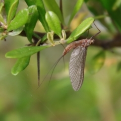 Ephemeroptera (order) (Unidentified Mayfly) at Mongarlowe River - 5 Feb 2022 by LisaH
