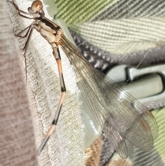 Austrolestes leda (Wandering Ringtail) at Hereford Hall, NSW - 5 Feb 2022 by gregbaines