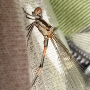 Austrolestes leda at Hereford Hall, NSW - 5 Feb 2022