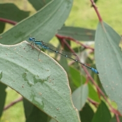 Austroagrion watsoni (Eastern Billabongfly) at Hereford Hall, NSW - 5 Feb 2022 by gregbaines