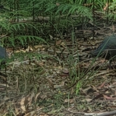 Leucosarcia melanoleuca (Wonga Pigeon) at Namadgi National Park - 2 Feb 2022 by gregbaines