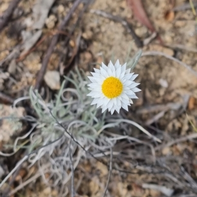 Leucochrysum albicans (Hoary Sunray) at Stromlo, ACT - 6 Feb 2022 by AaronClausen