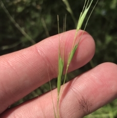 Microlaena stipoides (Weeping Grass) at Mount Mugga Mugga - 5 Feb 2022 by Tapirlord