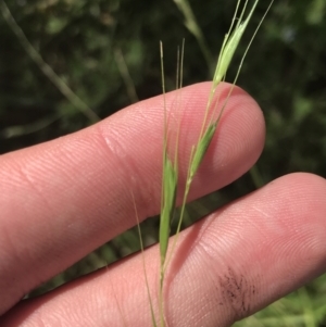 Microlaena stipoides at O'Malley, ACT - 5 Feb 2022 03:48 PM