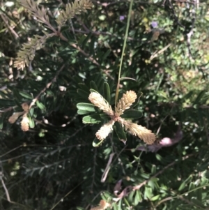 Banksia marginata at O'Malley, ACT - 5 Feb 2022