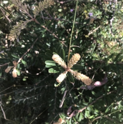 Banksia marginata (Silver Banksia) at O'Malley, ACT - 5 Feb 2022 by Tapirlord